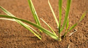 Homokos talaj javítása